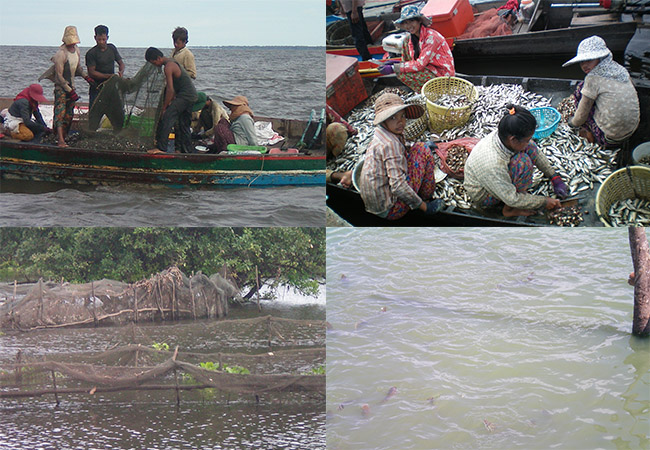 រូបទូកអូសលៀសនៅកំពុងឃ្លាំង ទូករកត្រីរដូវបិទនេសាទ ណរ៉ាវក្រឡាញឹក ស្រះចិញ្ចឹមត្រីឆ្តោរ
